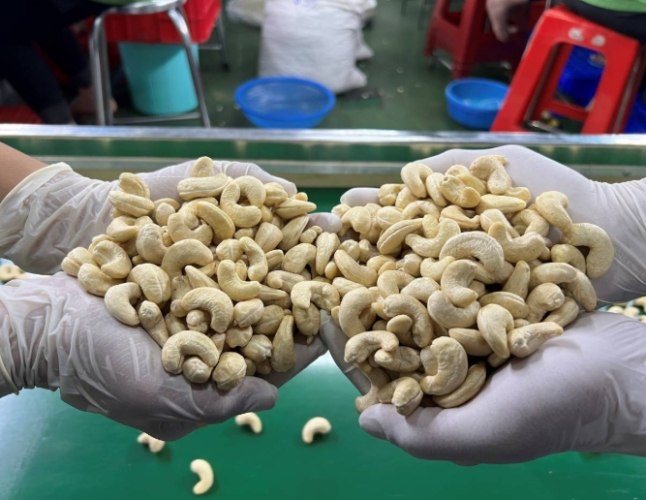 越南腰果價格 越南腰果價格